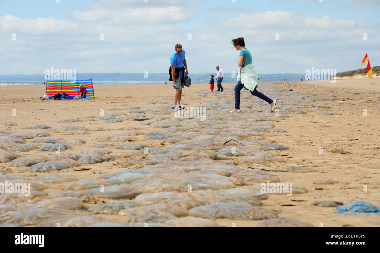 South Wales, UK, Sunday 14th June 2015. Thousands of jellyfish are washed-up on Pembrey Sands (Cefn Sidan), Pembrey Country Park, near Llanelli, Carmarthenshire, Wales, UK. The jellyfish, forming a long and continuous strip along the beach, became stranded along the eight miles of coast due to its vast tidal range.   Pictured is a long line of jellyfish stretching into the distance as visitors carefully make their way across the sands. Credit:  Algis Motuza/Alamy Live News Stock Photo