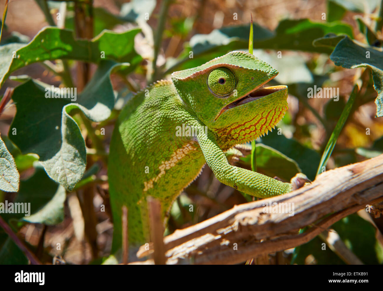Chameleon, Chamaeleonidae, Uganda, Africa Stock Photo