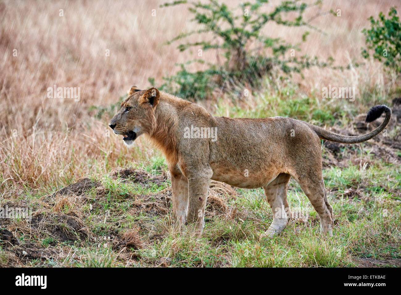 young lion in rain, Panthera leo, Queen Elizabeth National Park, Uganda, Africa Stock Photo