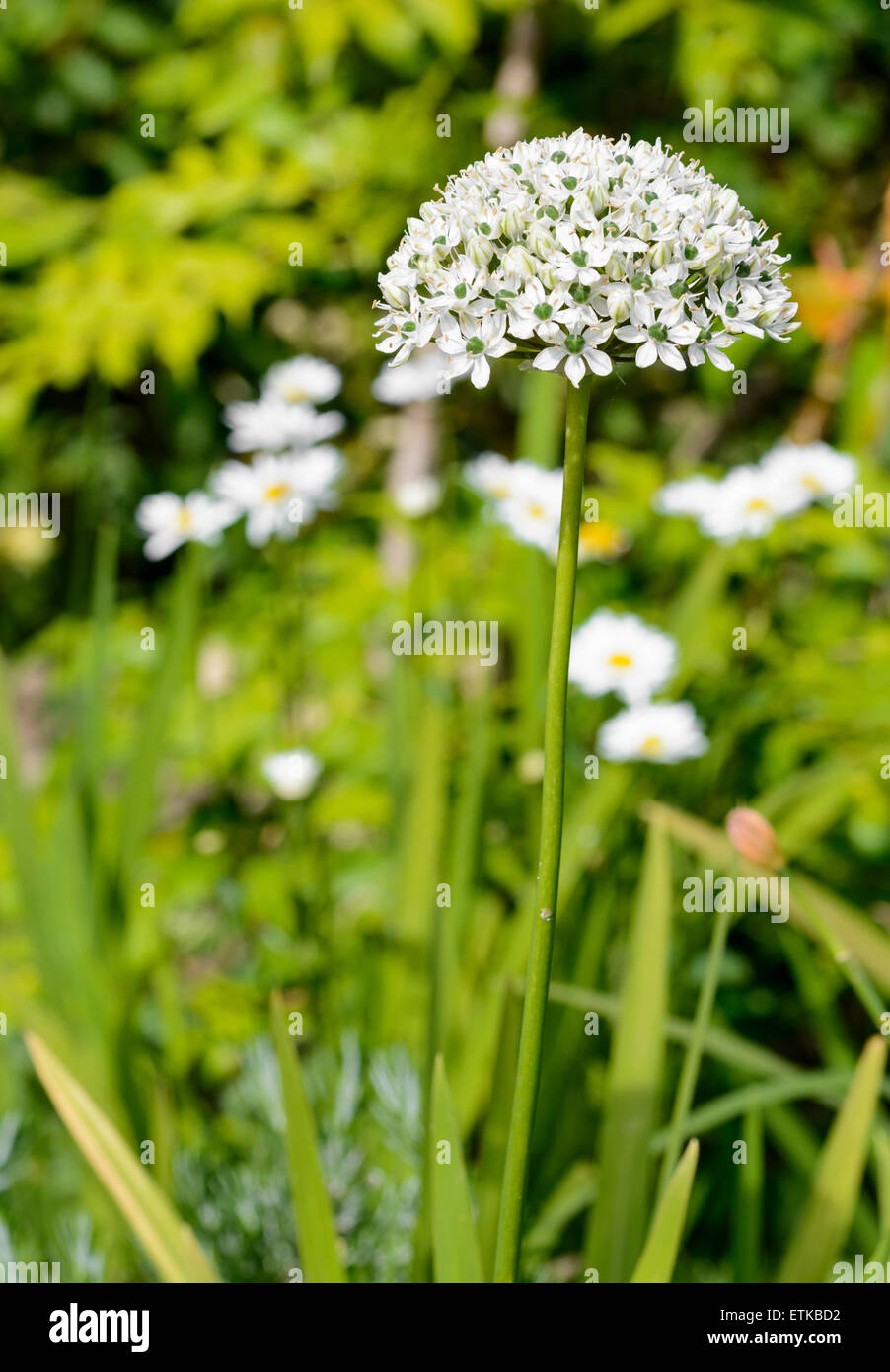 Allium Nigrum (Black Garlic, Broad-leaved Onion) flower in mid June in West Sussex, England, UK. Stock Photo