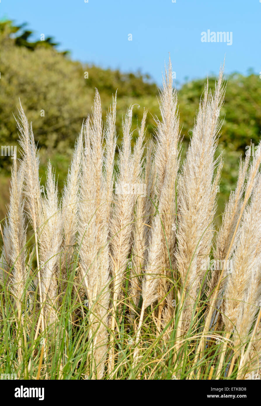 Pampas grass (Cortaderia selloana) growing near water in Summer in West
