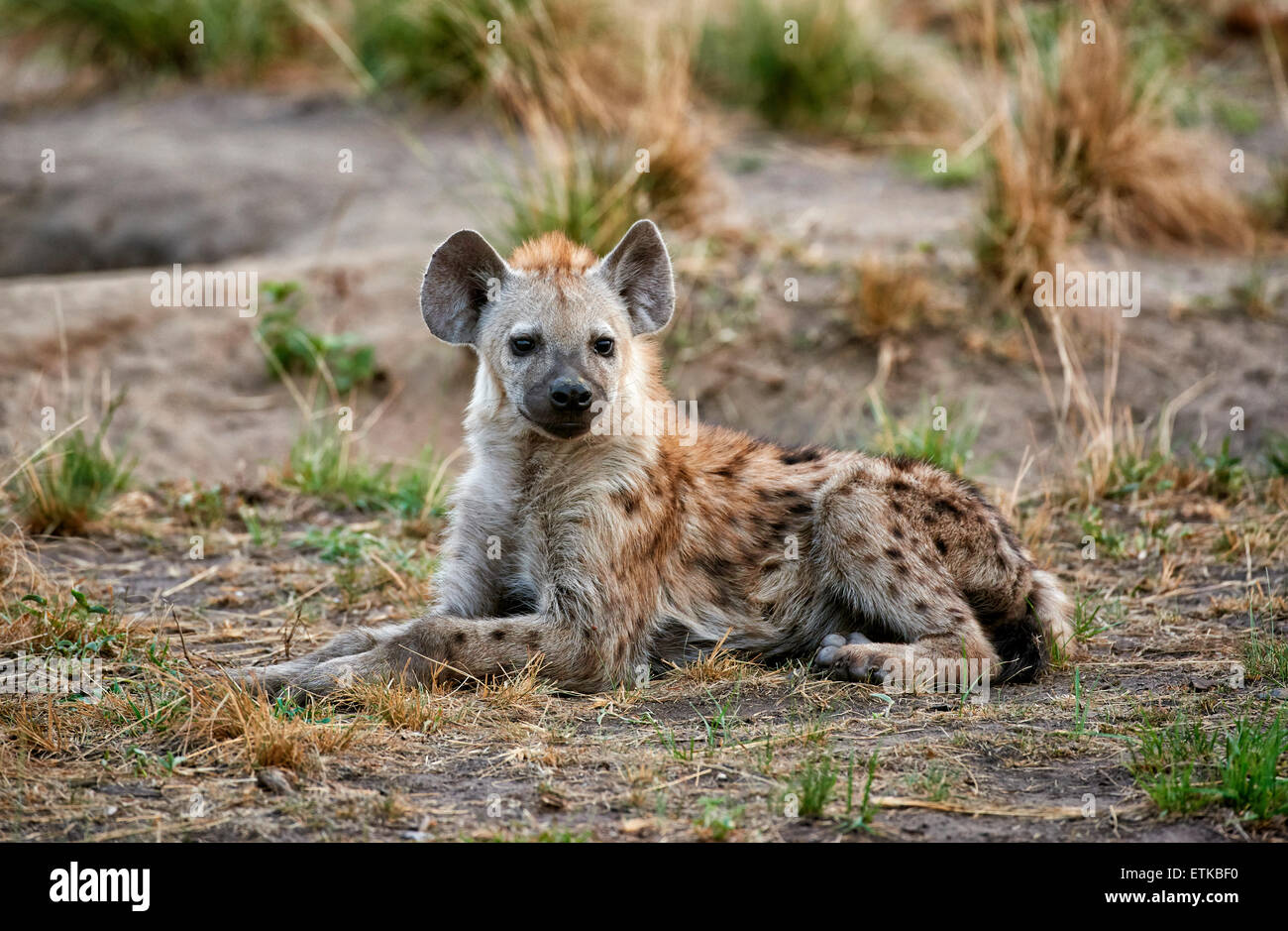 young spotted hyena, Crocuta crocuta, Ishasha Sector, Queen Elizabeth National Park, Uganda, Africa Stock Photo