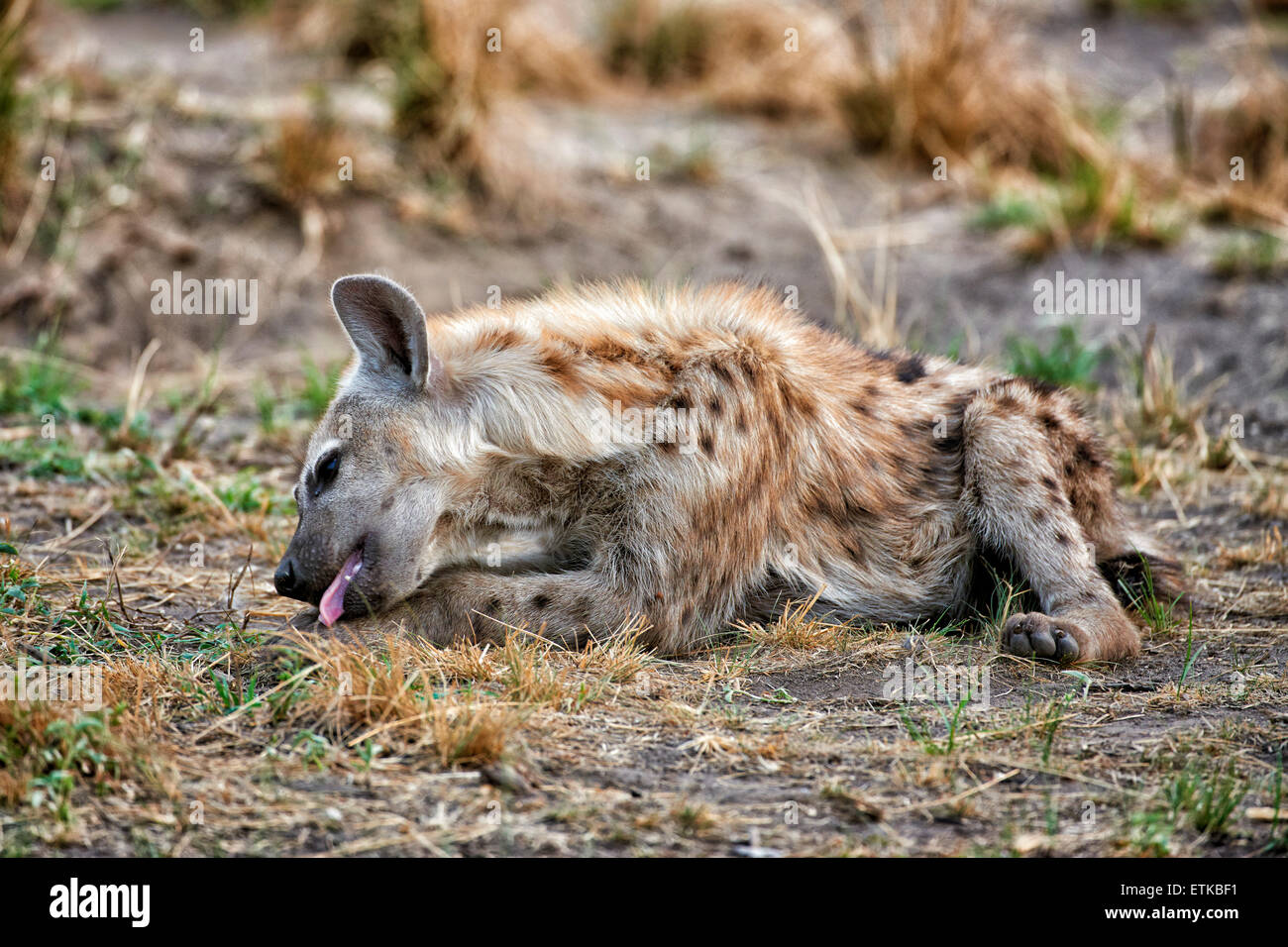 young spotted hyena, Crocuta crocuta, Ishasha Sector, Queen Elizabeth National Park, Uganda, Africa Stock Photo