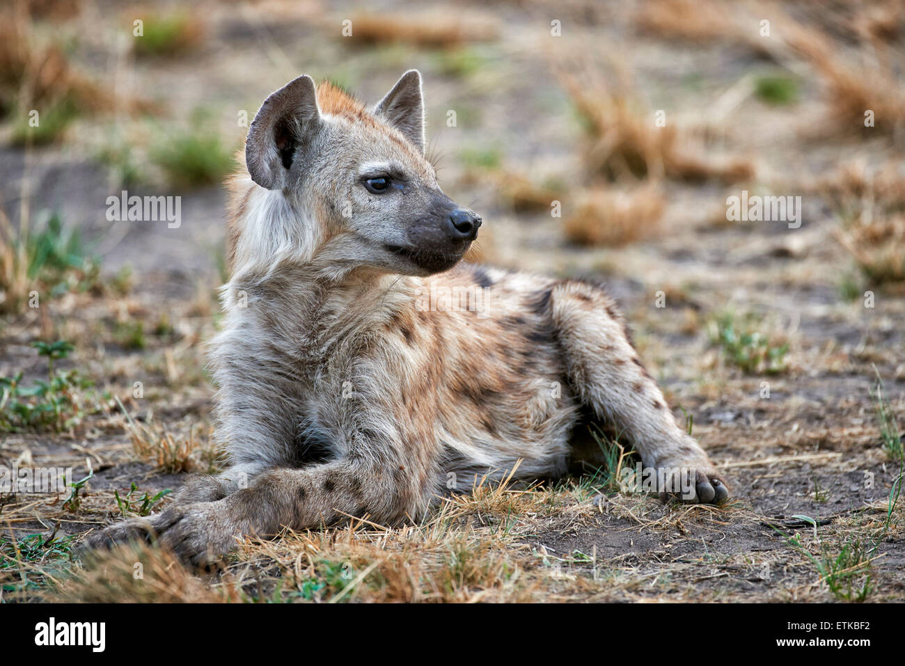 young spotted hyena, Crocuta crocuta, Ishasha Sector, Queen Elizabeth National Park, Uganda, Africa Stock Photo