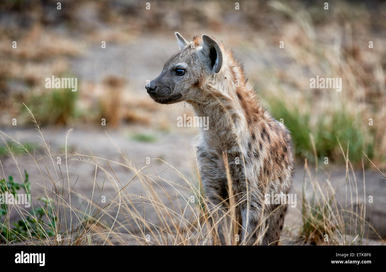 young spotted hyena, Crocuta crocuta, Ishasha Sector, Queen Elizabeth National Park, Uganda, Africa Stock Photo
