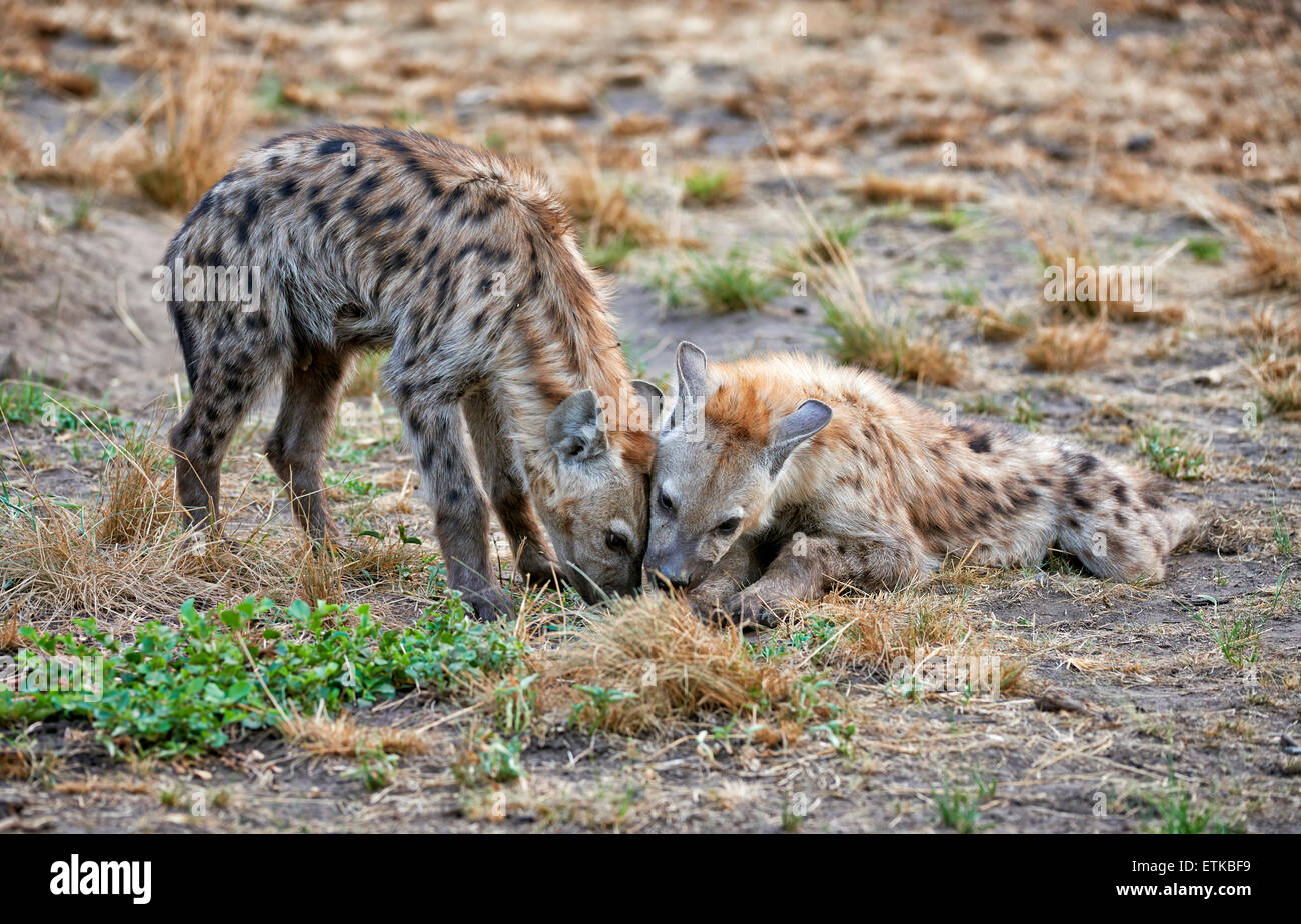 young spotted hyenas, Crocuta crocuta, Ishasha Sector, Queen Elizabeth National Park, Uganda, Africa Stock Photo