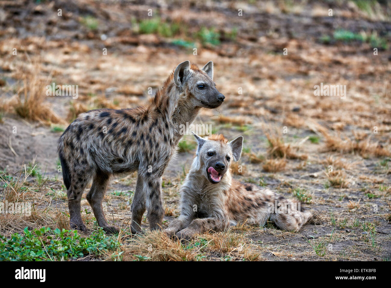 young spotted hyenas, Crocuta crocuta, Ishasha Sector, Queen Elizabeth National Park, Uganda, Africa Stock Photo