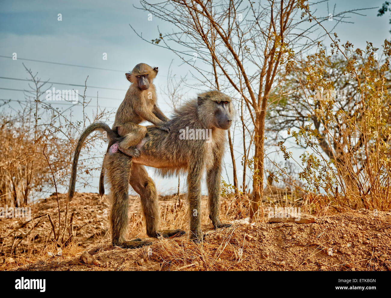 Olive baboon (Papio anubis), mother with youngster on back, Uganda, Africa Stock Photo