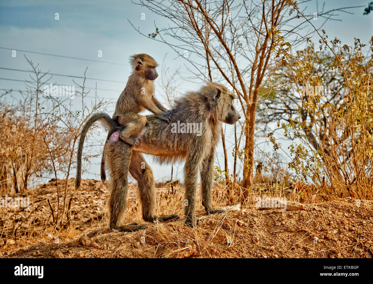 Olive baboon (Papio anubis), mother with youngster on back, Uganda, Africa Stock Photo