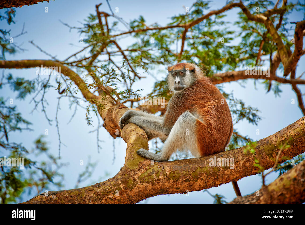 patas monkey or Hussar monkey, Erythrocebus pata, Murchison Falls National Park, Uganda, Africa Stock Photo