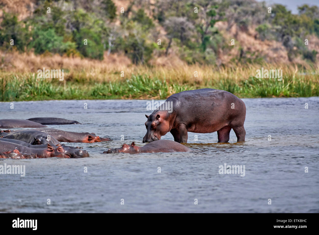 Hippopotamus, Hippopotamus amphibius, Murchison Falls National Park, Uganda, Africa Stock Photo