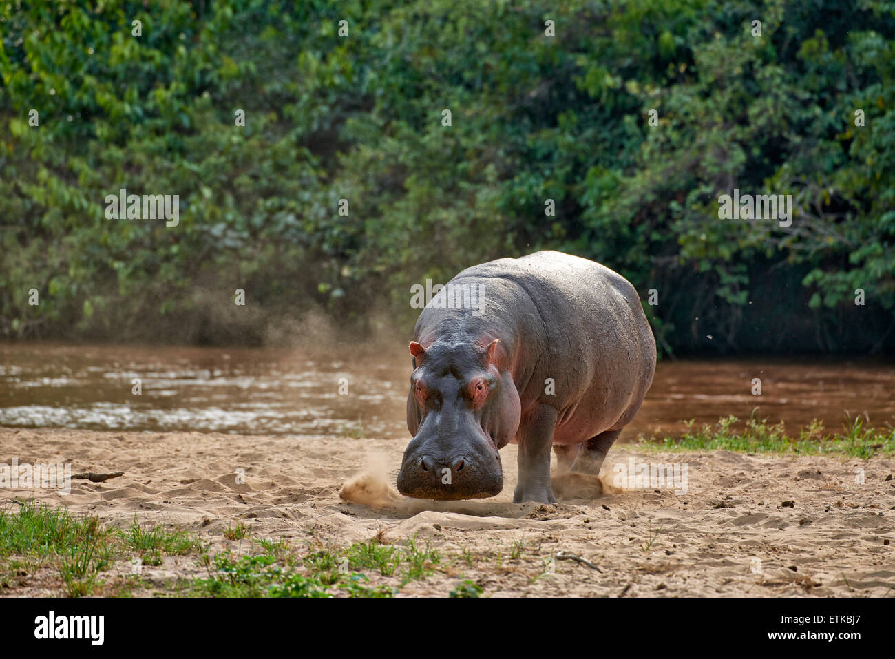 Hippopotamus, Hippopotamus amphibius, Ishasha Sector, Queen Elizabeth National Park, Uganda, Africa Stock Photo