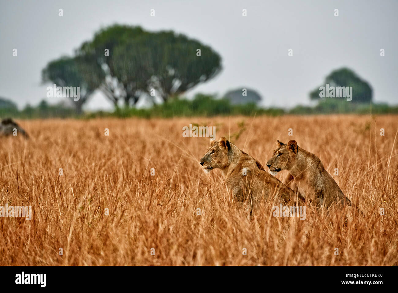 two lioness in grassland during rain, Panthera leo, Queen Elizabeth National Park, Uganda, Africa Stock Photo