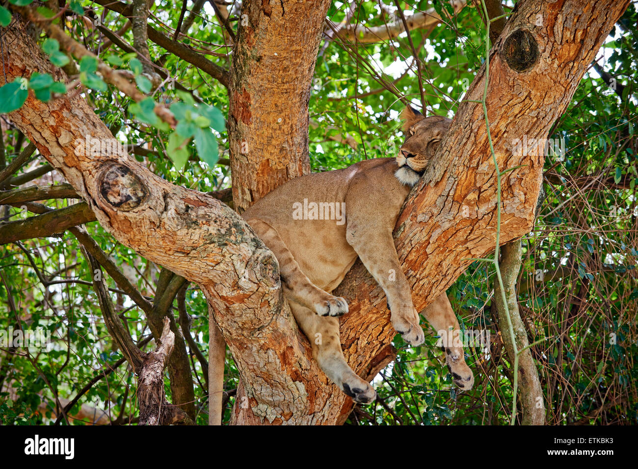 tree climbing lion, Panthera leo, Ishasha Sector, Queen Elizabeth National Park, Uganda, Africa Stock Photo