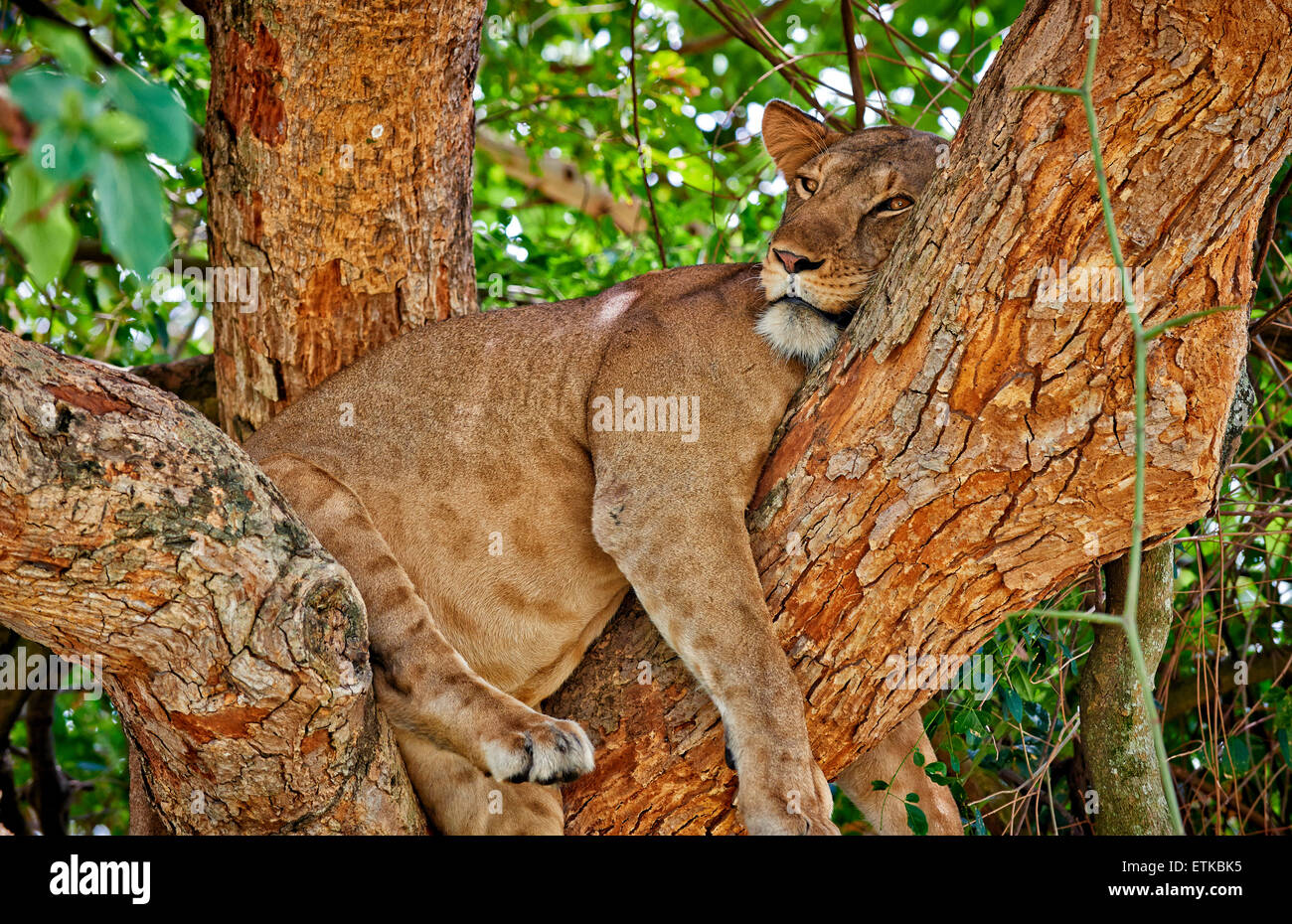 tree climbing lion, Panthera leo, Ishasha Sector, Queen Elizabeth National Park, Uganda, Africa Stock Photo
