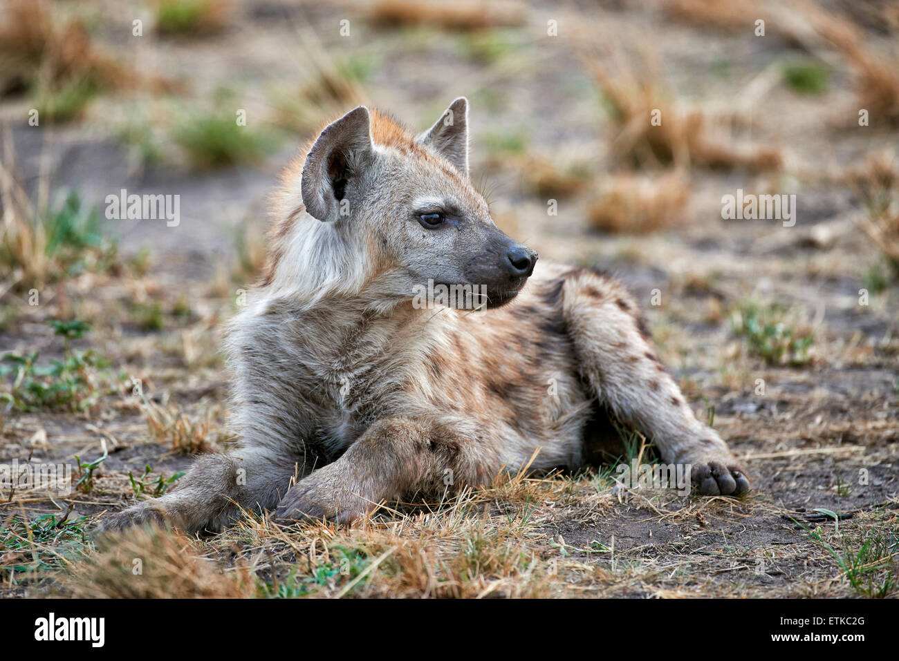 young spotted hyena, Crocuta crocuta, Ishasha Sector, Queen Elizabeth National Park, Uganda, Africa Stock Photo