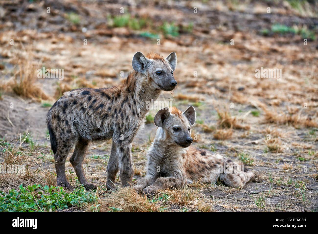 young spotted hyenas, Crocuta crocuta, Ishasha Sector, Queen Elizabeth National Park, Uganda, Africa Stock Photo