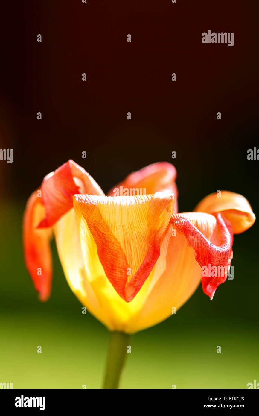Decaying tulip petals Stock Photo Alamy