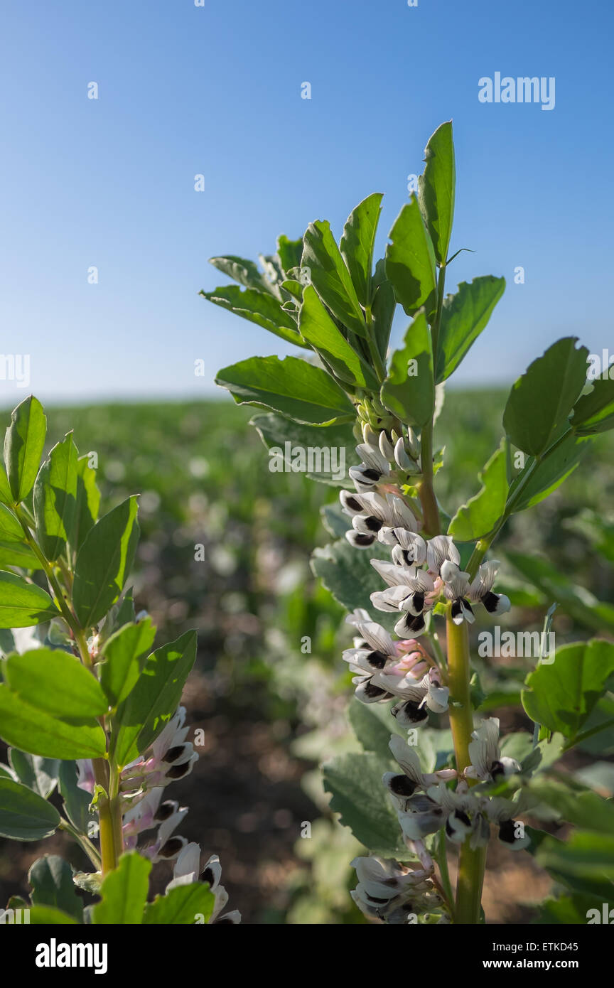 Broad Bean Plants with Flowers, Field Crop Stock Photo Alamy