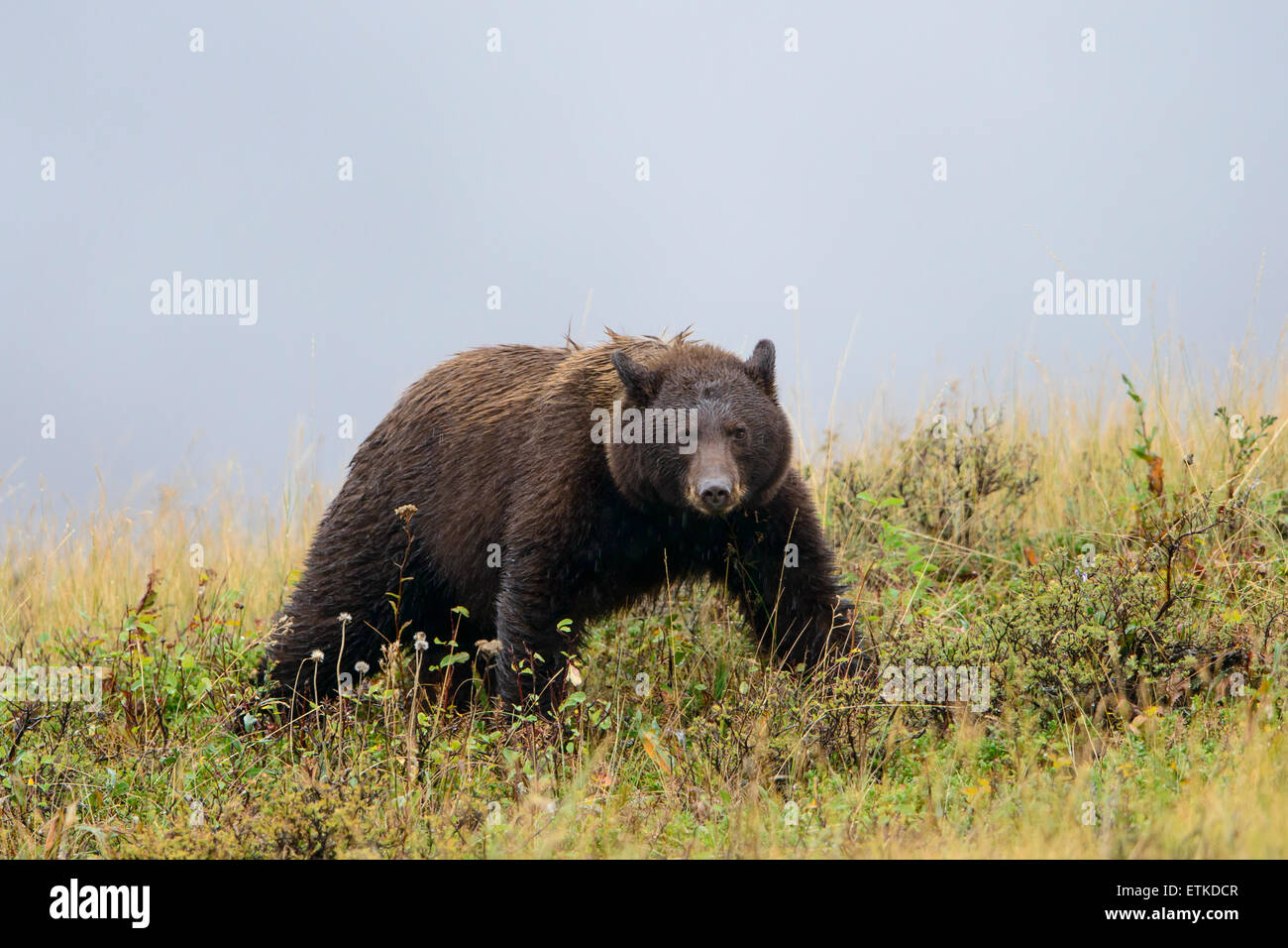 A black bear (Ursus americanus) in rain, Northern Rockies Stock Photo
