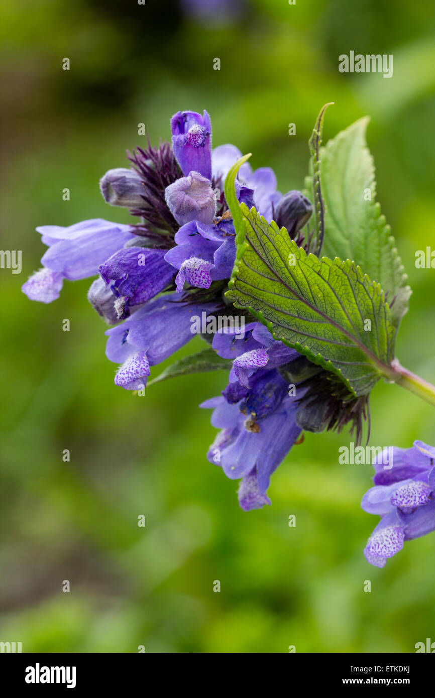 Flowers in the head of Nepeta subsessilis 'Washfield' Stock Photo