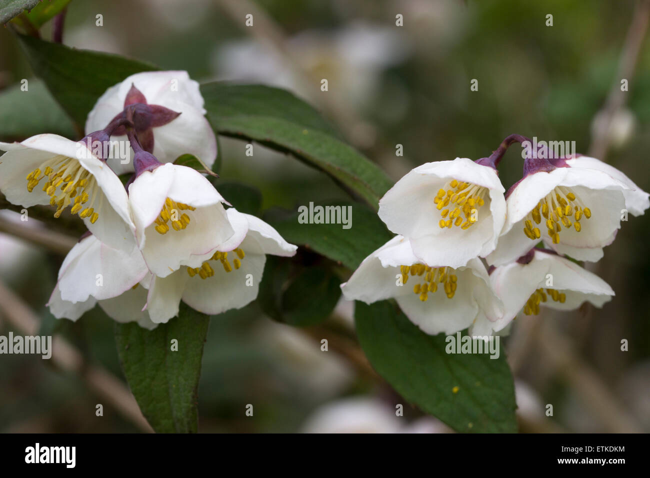 Flowers of the fragrant mock orange, Philadelphus delavayi var. melanocalyx Stock Photo