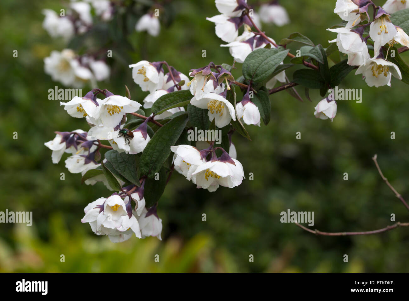 Flowers of the fragrant mock orange, Philadelphus delavayi var. melanocalyx Stock Photo