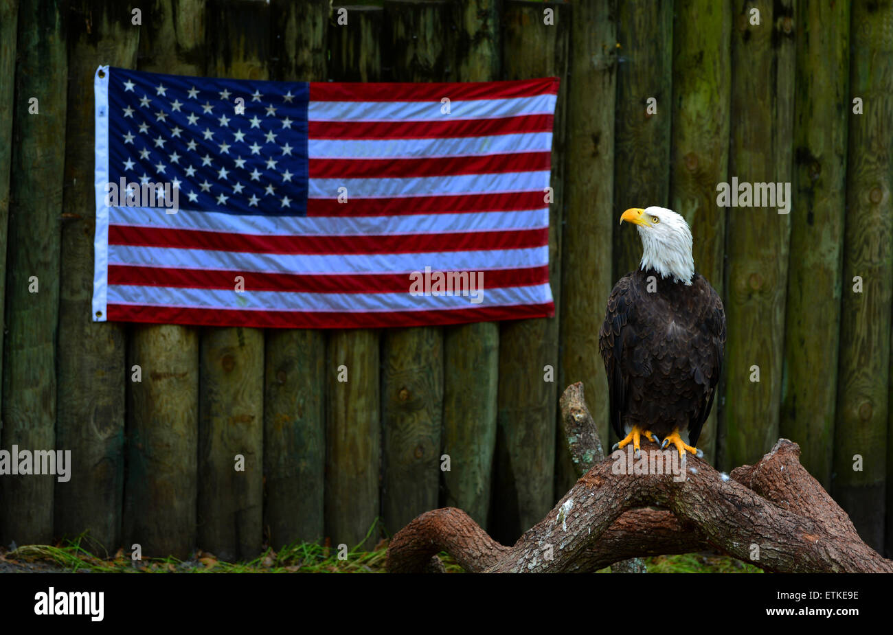 Bald eagle with US flag. Taken at Homosassa Springs Wildlife Park, Tarpon Springs, Florida USA Stock Photo