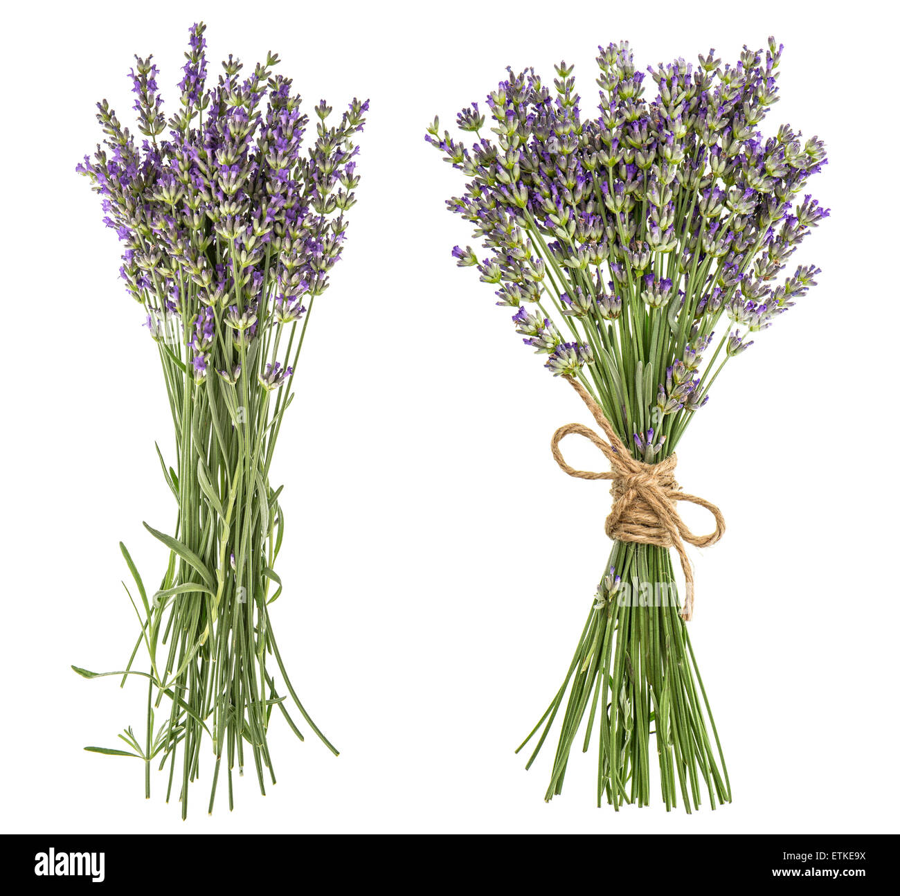 Lavender bunch isolated on white background. Fresh provencal flowers Stock Photo