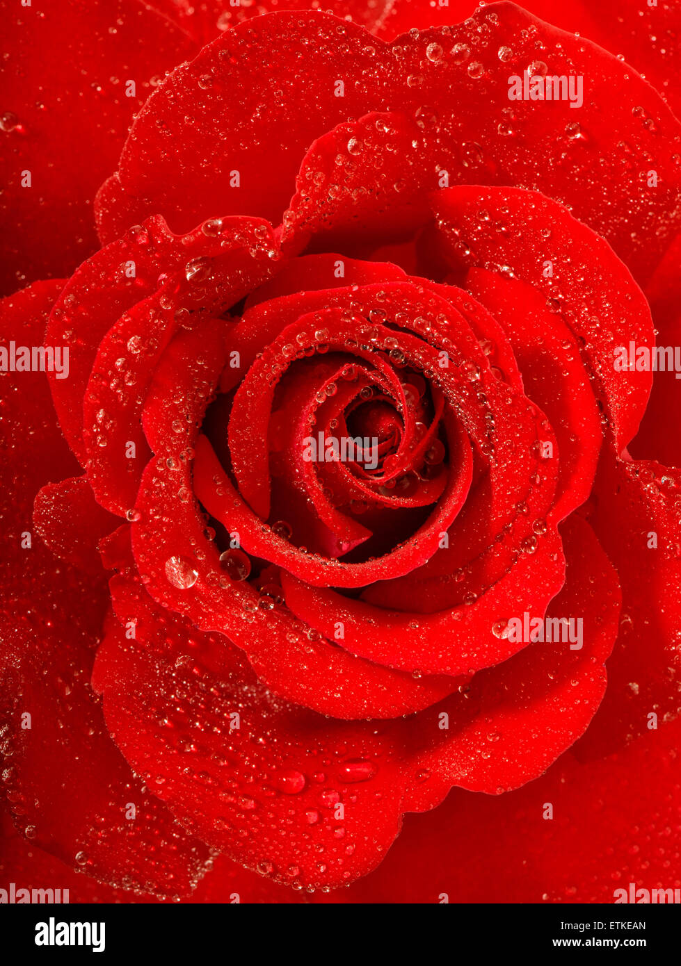 Red rose flower with water drops. Holidays greetings card concept. Selective focus. Stock Photo