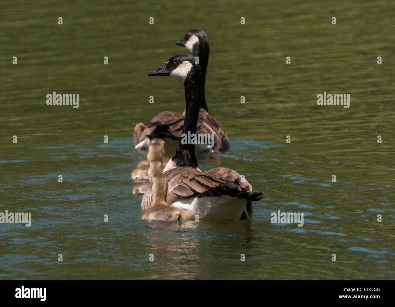 Canadian Geese (Branta canadensis) Male and Female with days-old goslings staying close to mom and dad. Sierra foothills of Nort Stock Photo