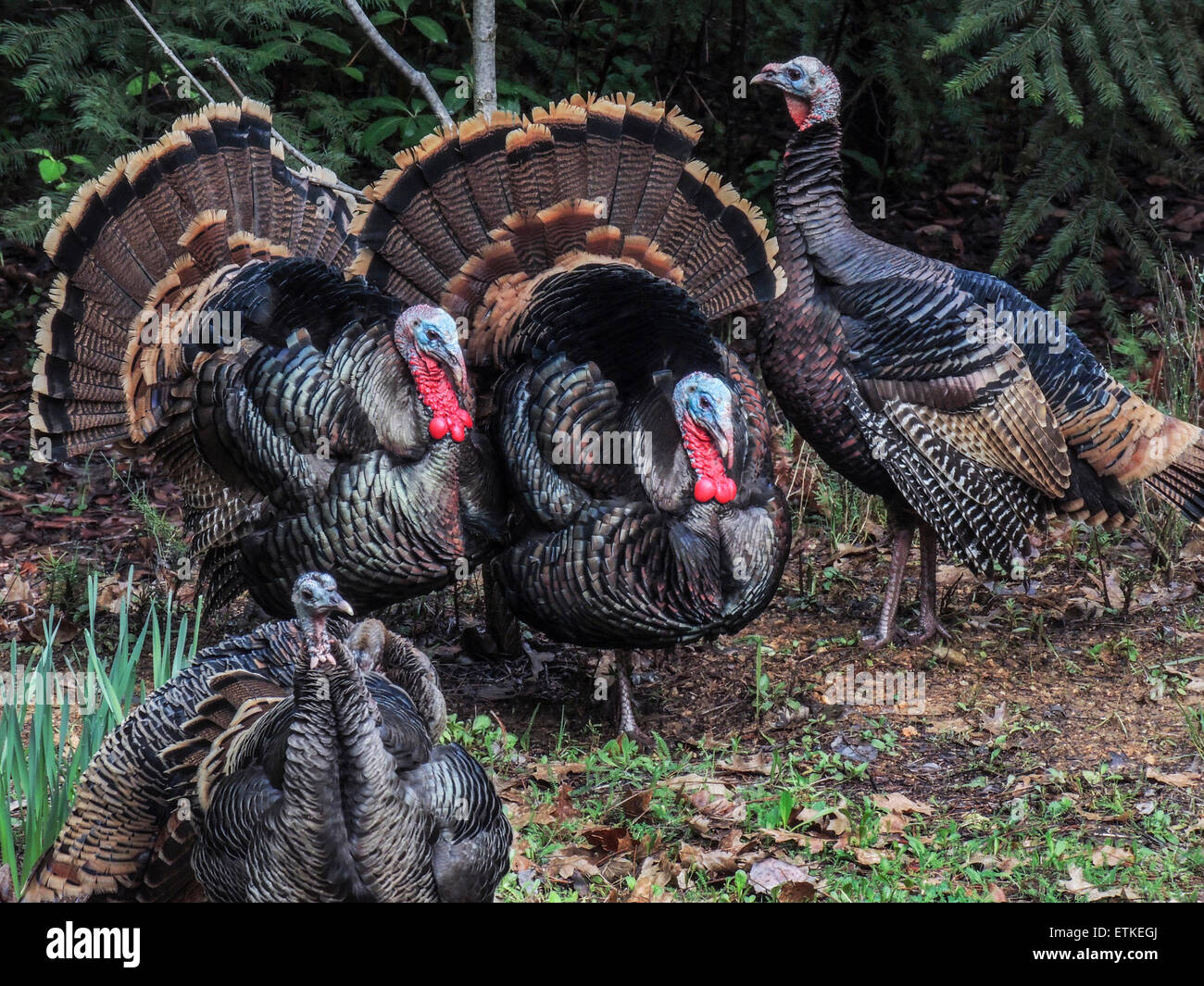 Wild Turkey Males (Meleagris gallopavo) wattles engorged with blood to attract females during the breeding season. Sierra foothi Stock Photo