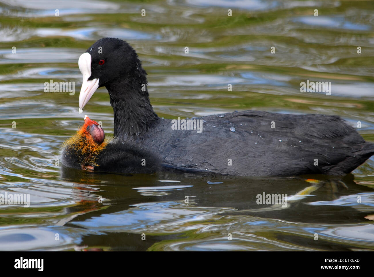 A coot feeding one of the little baby coots in the big pond at Queen's Park, Glasgow Stock Photo