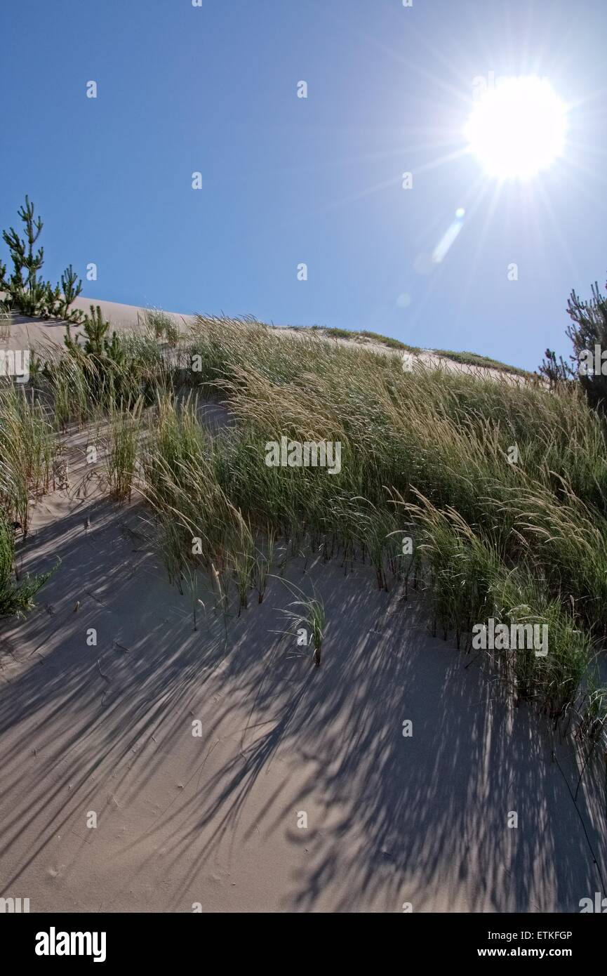 Sun and drifting sand at the Oregon Dunes National Recreation Area, north of Coos Bay, Oregon Stock Photo