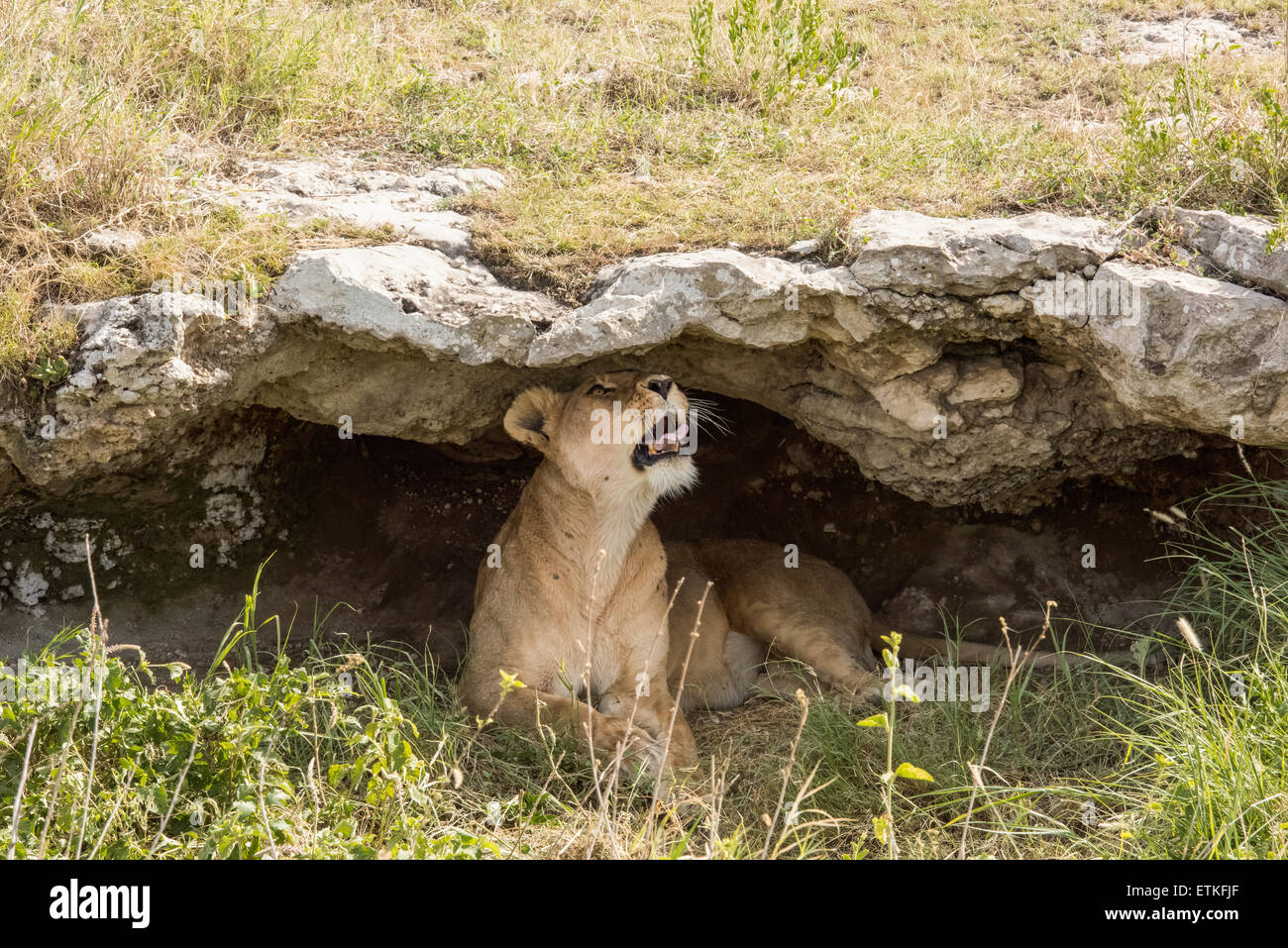 Lioness in a cave, yawning, Serengeti National Park, Tanzania Stock Photo