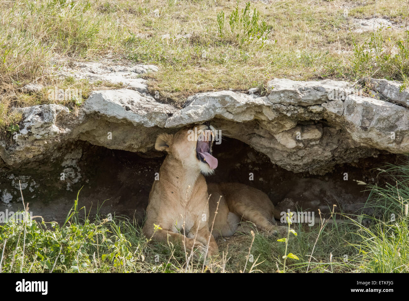 Lioness in a cave, yawning, Serengeti National Park, Tanzania Stock Photo