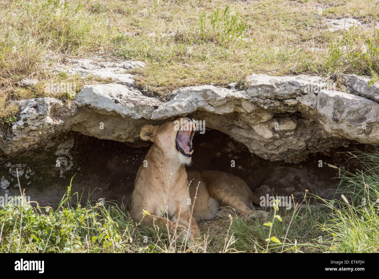 Lioness in a cave, yawning, Serengeti National Park, Tanzania Stock Photo