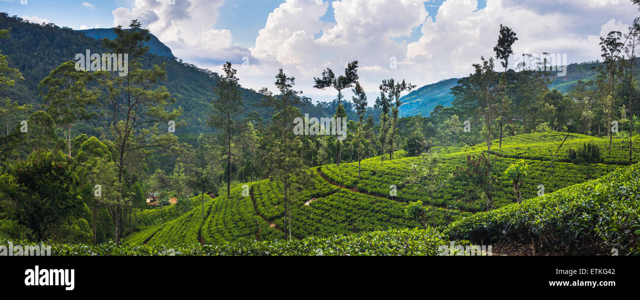 Tea plantation in the 'tea country', aka 'hill country' and 'Sri Lanka