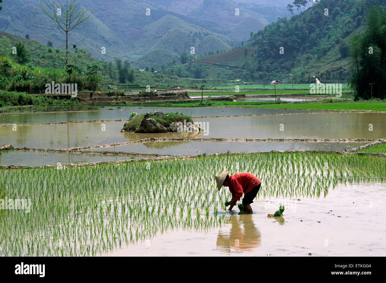 Vietnam, Ha Giang province, valley around Meo Vac, rice fields, Tay tribes farmer Stock Photo