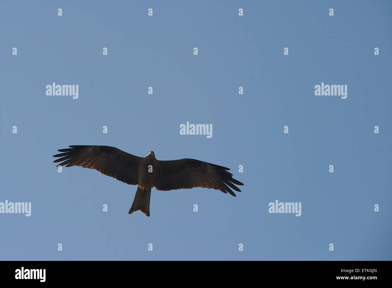 India kite bird hires stock photography and images Alamy