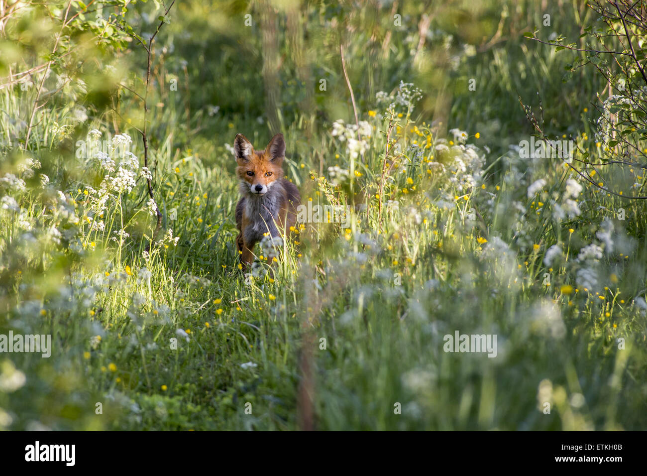 Red fox study hi-res stock photography and images - Alamy