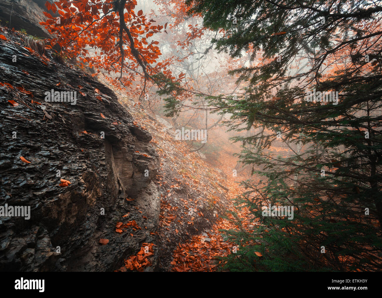 Trail through a mysterious dark old forest in fog. Autumn morning in ...