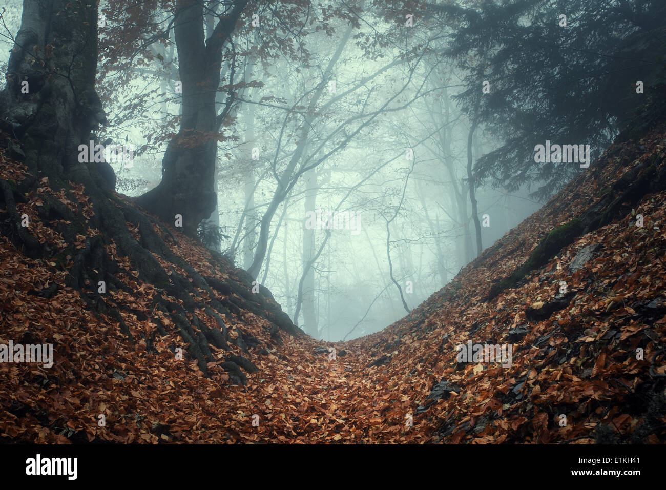 Trail through a mysterious dark old forest in fog. Autumn morning in ...