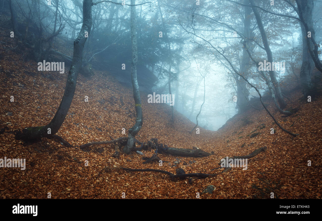 Trail through a mysterious dark old forest in fog. Autumn morning in ...