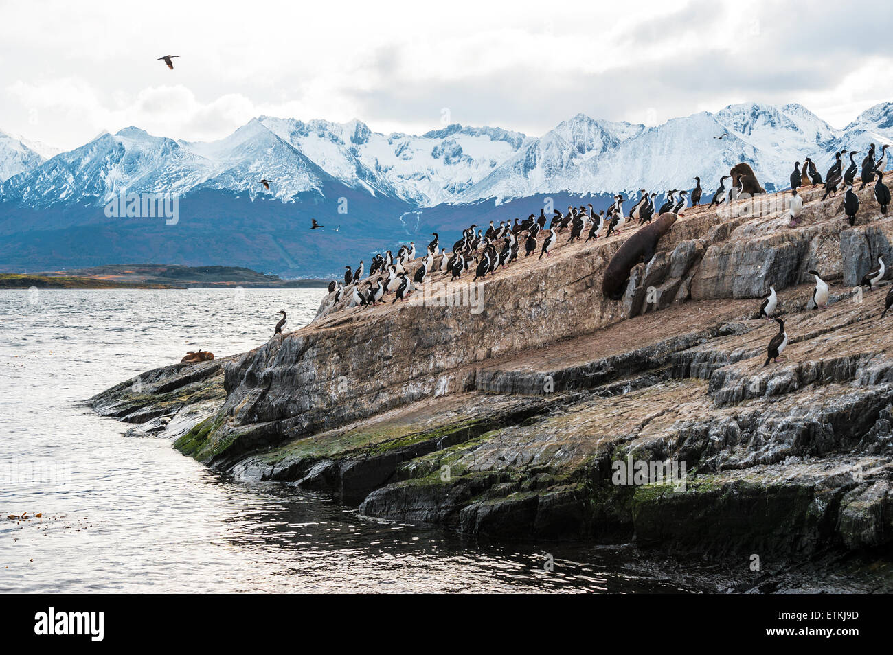 King Cormorant colony sits on an Island in the Beagle Channel, Tierra del Fuego Stock Photo