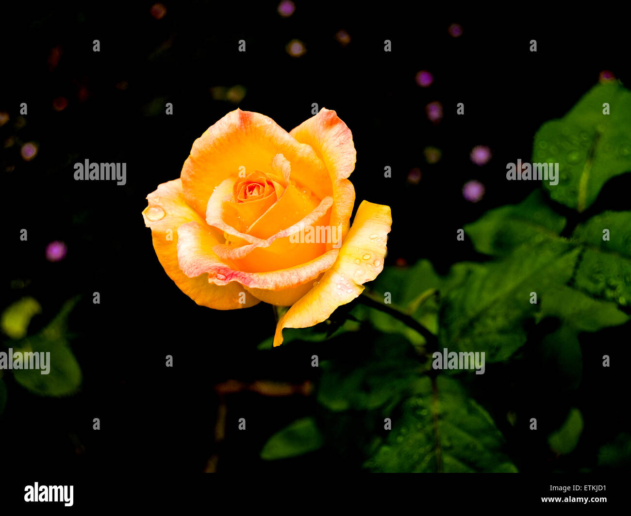 Apricot rose flower Stock Photo