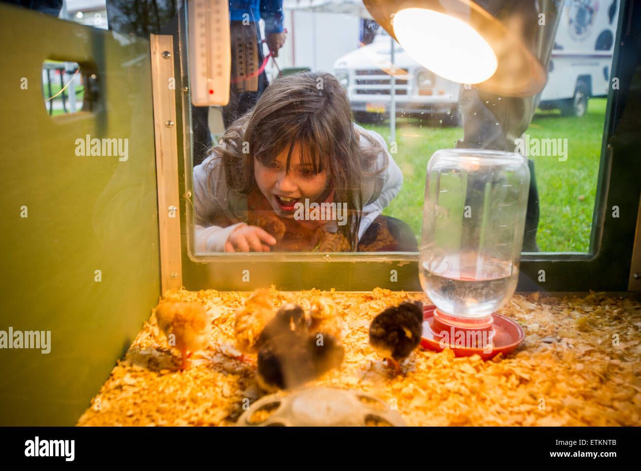 Young girl with a surprised look, pointing to baby chicks in Clarksville, Maryland, USA Stock Photo