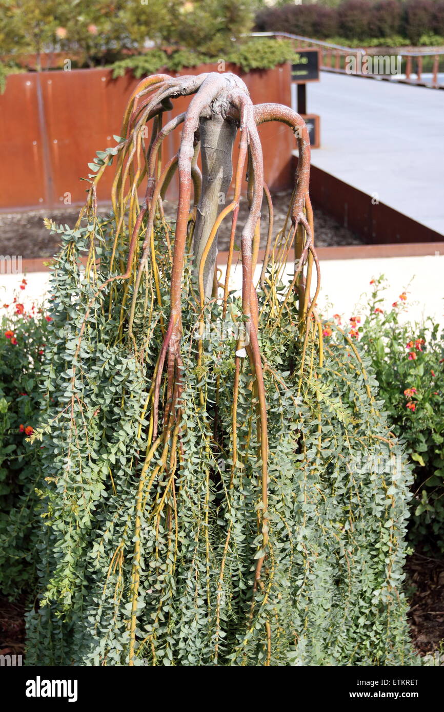 Acacia cultriformis  Cascade Stock Photo
