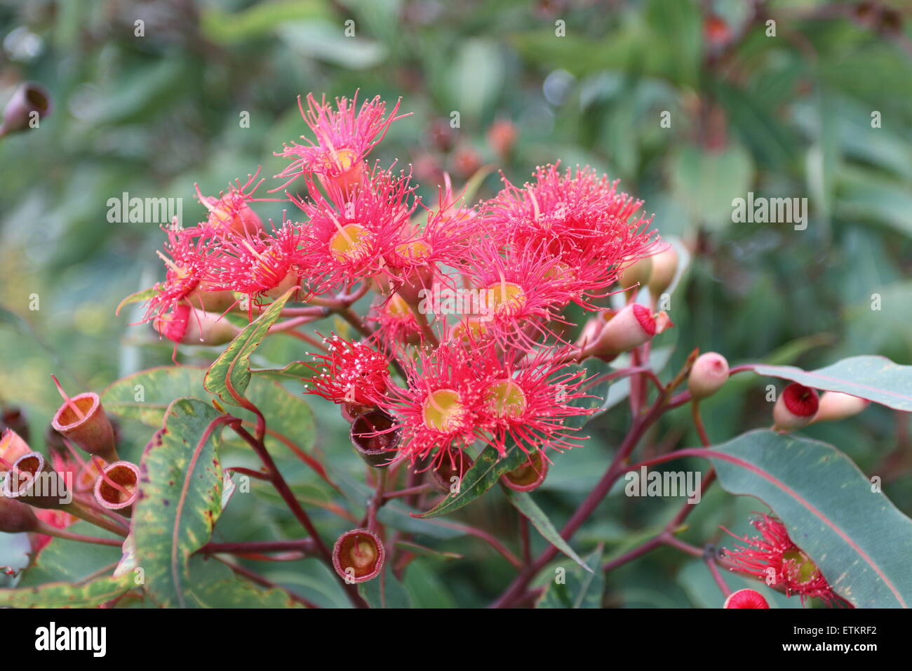 Red eucalyptus flowers blossoming Stock Photo