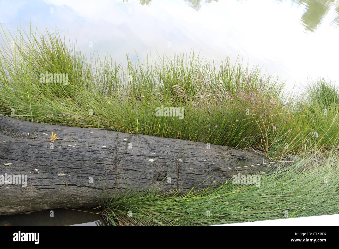 A dead log half submersed in a pool of water near tall grass Stock Photo